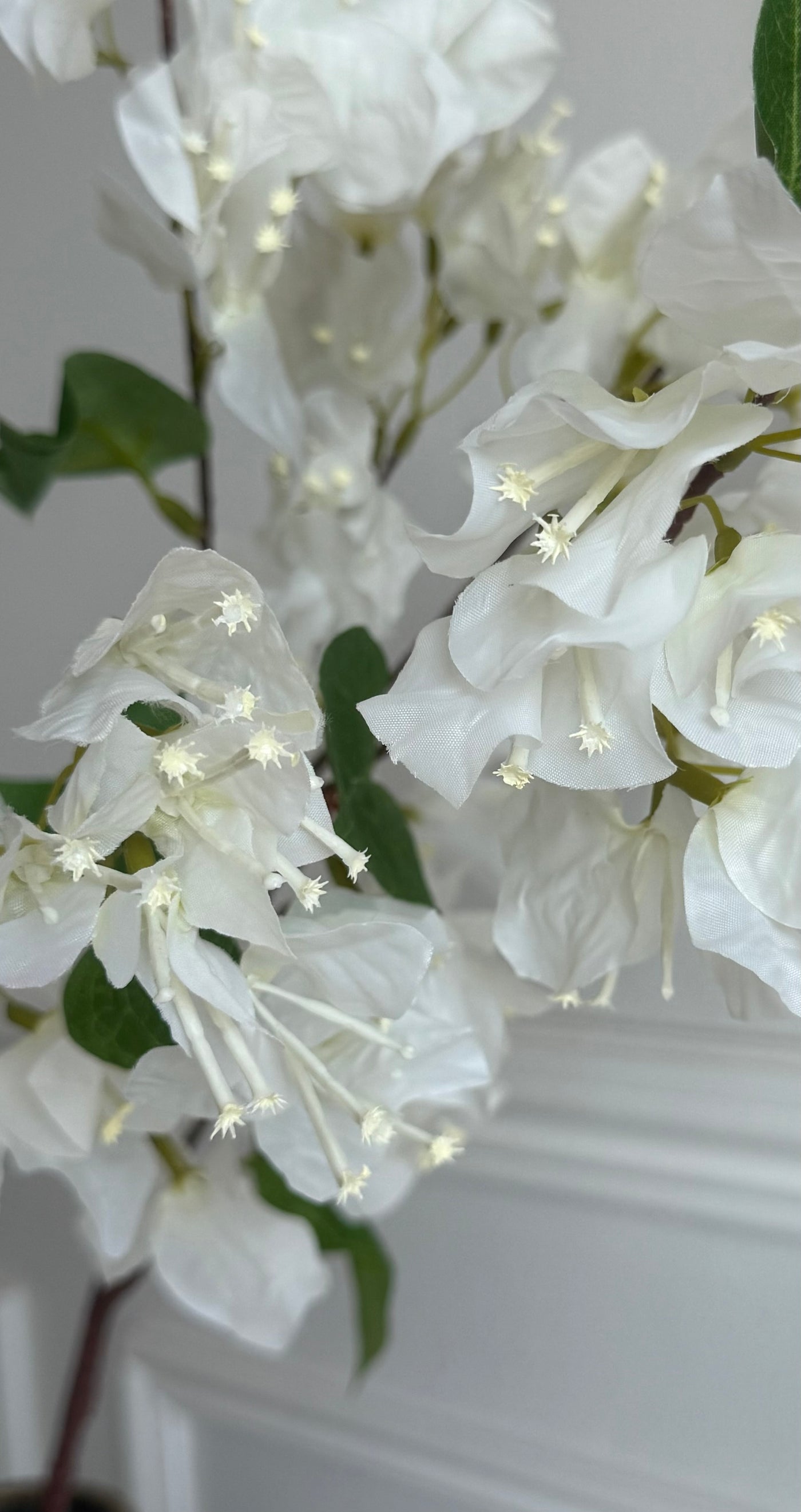 BOUGAINVILLEA WHITE CASCADE Stem - Luscious Homewares